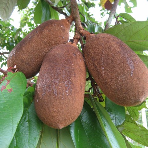 Cupuaçu (Theobroma grandiflorum)