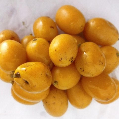 Taperebá (Spondias mombin)