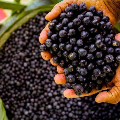 Açaí (Euterpe oleracea)