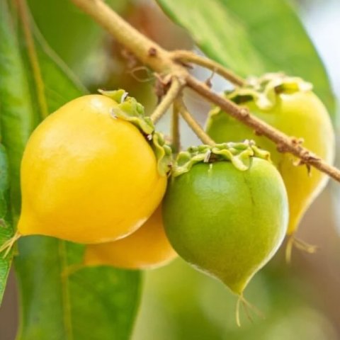 Murici (Byrsonima crassifolia)