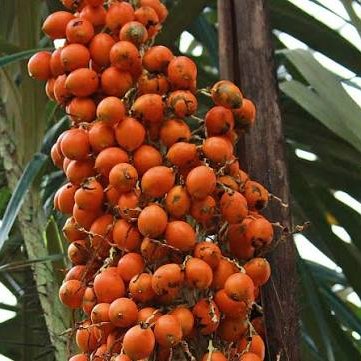Tucumã (Astrocaryum vulgare)