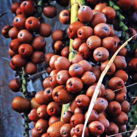 Buriti (Mauritia flexuosa)