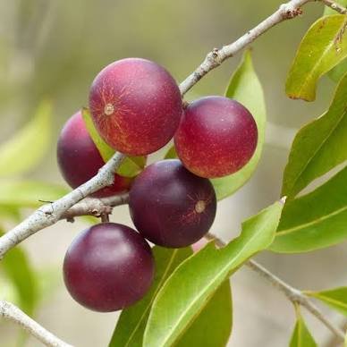 Camu-camu (Myrciaria dubia)